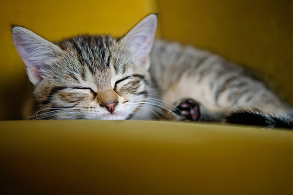 Caption text lorem ipsum dolor sit amet